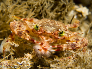 Crab eating a fireworm by Beate Seiler 